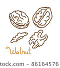 Walnut hand drawn graphics element for packaging design of nuts and seeds or snack. Vector illustration in line art style 86164576