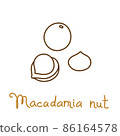 Macadamia nut hand drawn graphics element for packaging design of nuts and seeds or snack. Vector illustration in line art style 86164578
