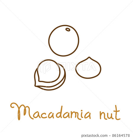 Macadamia nut hand drawn graphics element for packaging design of nuts and seeds or snack. Vector illustration in line art style Macadamia nut hand drawn graphics element for packaging design of nuts and seeds or snack. Vector illustration in line art style 86164578