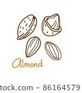 Almond hand drawn graphics element for packaging design of nut and seed or snack. Vector illustration in line art style 86164579