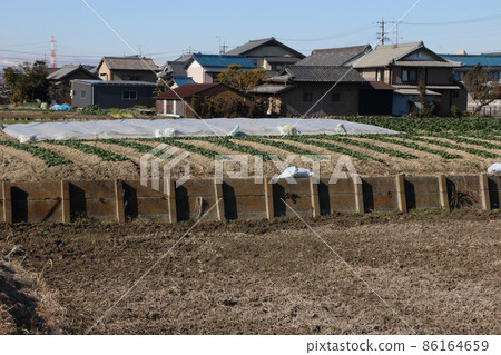 排水不暢的菠菜田別出心裁 86164659
