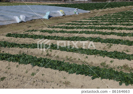 排水不暢的菠菜田別出心裁 排水不暢的菠菜田別出心裁 86164663