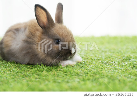 Adorable little furry baby rabbit bunny brown, white standing on green grass with light Adorable little furry baby rabbit bunny brown, white standing on green grass with light 86165135