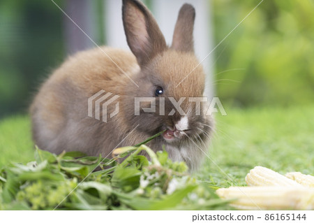 Adorable baby rabbit bunny brown eating fresh vegetable and timothy grass while sitting green grass 86165144