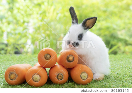 Adorable baby rabbit bunny white black sitting with front orange pile fresh carrot on green grass Adorable baby rabbit bunny white black sitting with front orange pile fresh carrot on green grass 86165145