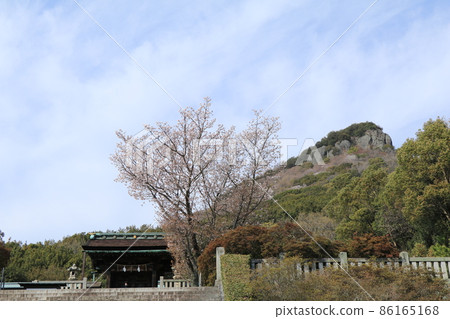 屋島神社象徵性盛開的櫻花 屋島神社象徵性盛開的櫻花 86165168