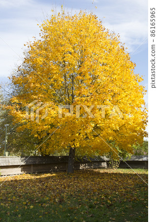 Red green colorful Japanese maple leaves twig with sunlight in autumn. Yellow red leaves on the trees against the blue sky. 86165965