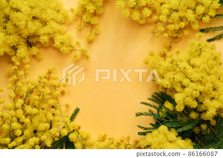 Blooming mimosa plant with yellow flowers on yellow background 86166087