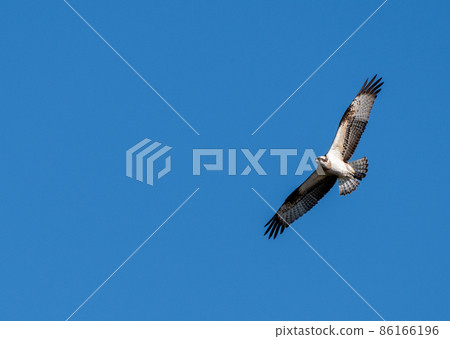 Flying Flying Osprey 86166196