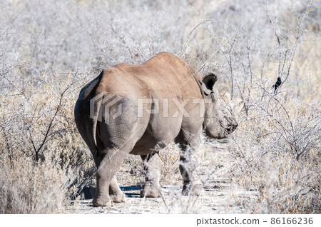 Black Rhinoceros Browsing under a tree. 86166236