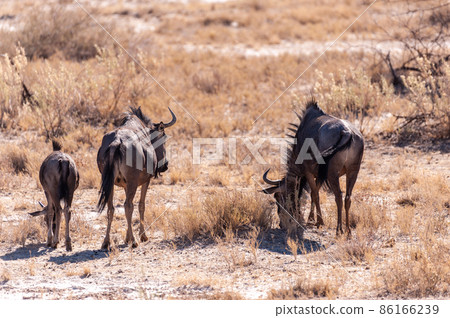 Three wildebeest in ethosha 86166239