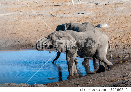 Two Male Elephants Drinking from a water hole. Two Male Elephants Drinking from a water hole. 86166241
