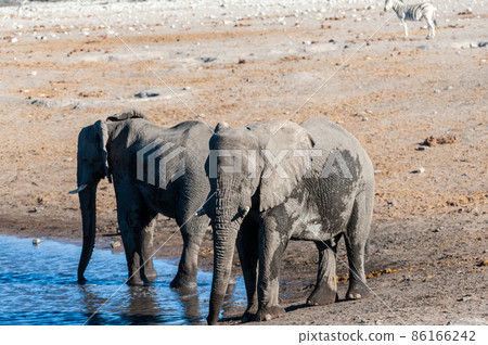 Two Male Elephants Drinking from a water hole. 86166242
