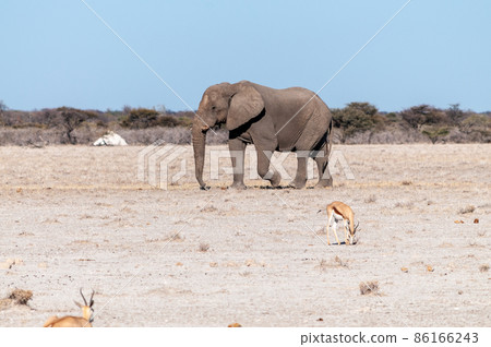 A Solitary Male Elephant Walking across the Plains of Etosha National Park A Solitary Male Elephant Walking across the Plains of Etosha National Park 86166243