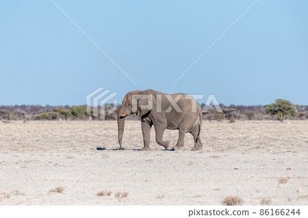 A Solitary Male Elephant Walking across the Plains of Etosha National Park A Solitary Male Elephant Walking across the Plains of Etosha National Park 86166244
