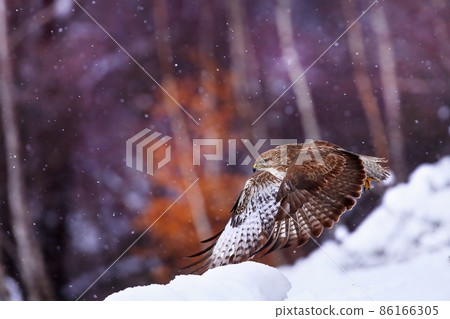 common buzzard flying during snowing in winter with copy space 86166305