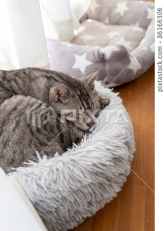 Sleeping cat Sabatra cat 86166306