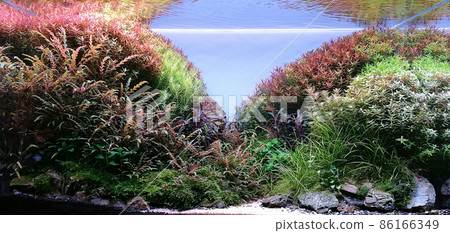 Aquascape aquarium with various freshwater plants. Green and red freshwater plants. Aquascape aquarium with various freshwater plants. Green and red freshwater plants. 86166349