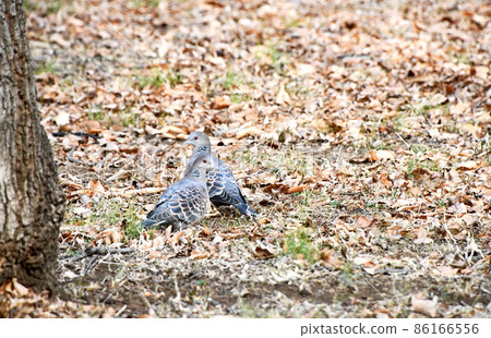 斑鳩聚集在一個冬季公園 86166556