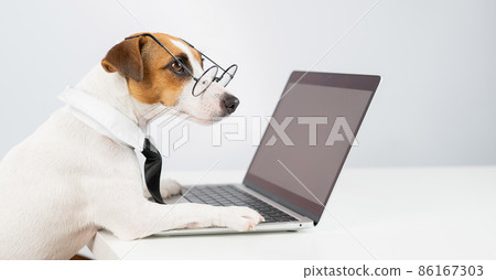 Jack russell terrier dog in glasses and tie works on laptop on white background. Jack russell terrier dog in glasses and tie works on laptop on white background. 86167303