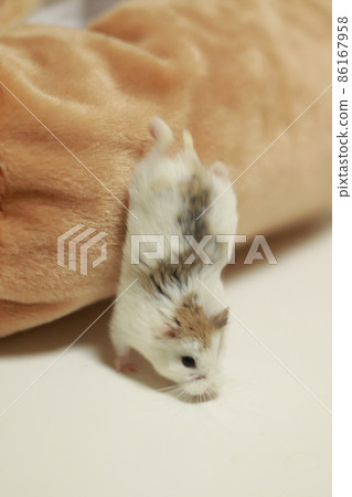Hamster 86167958