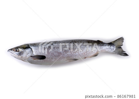 Arctic char Arctic char 86167981