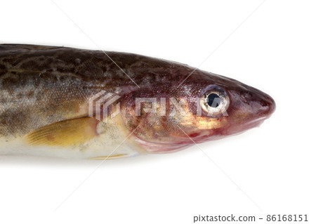 Saffron cod Saffron cod 86168151