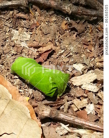 獸道上的音文的搖籃 86168505