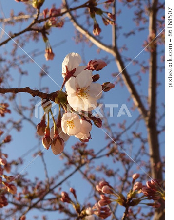 宣布開花的櫻花的落日 宣布開花的櫻花的落日 86168507