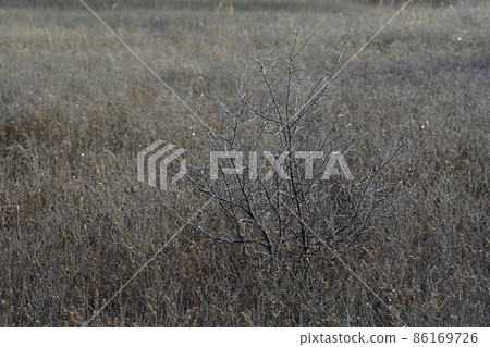 Odashirogahara 86169726