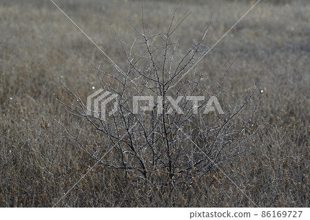 Odashirogahara Odashirogahara 86169727