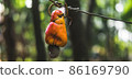 The cashew apple fruit ripens on the tree in the tropics. 86169790