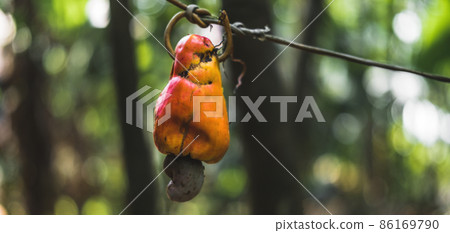The cashew apple fruit ripens on the tree in the tropics. 86169790