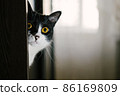Funny black and white tuxedo cat looking at camera from the shelf. 86169809