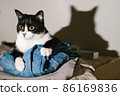 Funny black and white tuxedo cat looking at camera from a pile of clothes with her tongue. 86169836