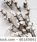 Branch of white cotton on a white background. 86169841