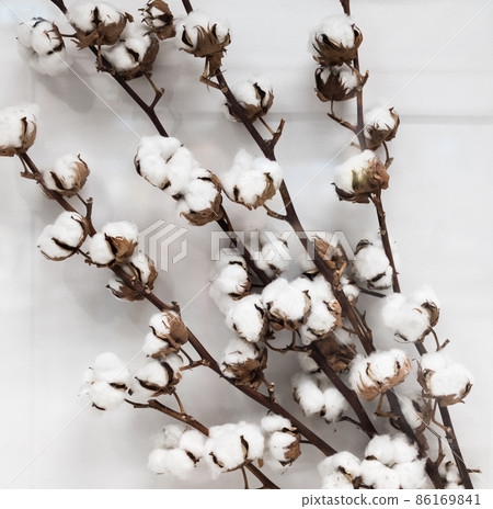 Branch of white cotton on a white background. 86169841