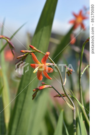 Montbretia Carmin Brilliant 86170080