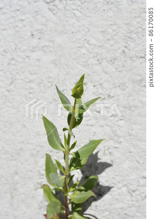 Red valerian Red valerian 86170085