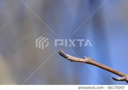 Tulip tree Tulip tree 86170097