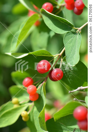 Blue-leaf honeysuckle 86170098