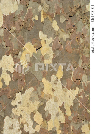 London plane London plane 86170101