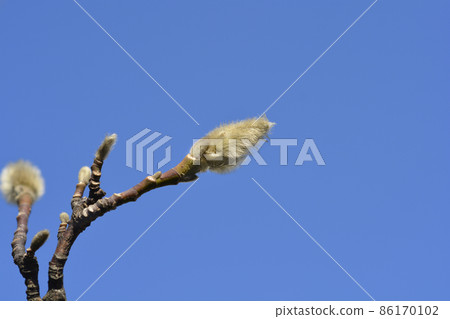 Kobus magnolia Kobus magnolia 86170102
