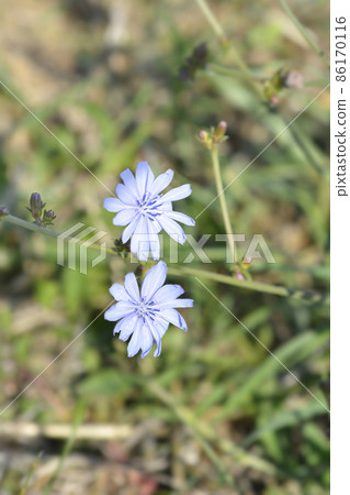 Wild chicory 86170116