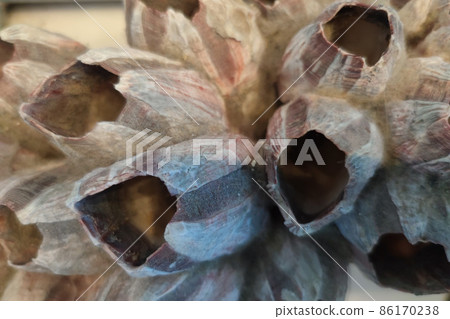 big bernacles Thoracica Darwin crustaceans detail big bernacles Thoracica Darwin crustaceans detail 86170238