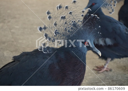 Nifrel Peacock 86170609