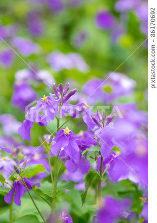 Spring purple Spring purple 86170692