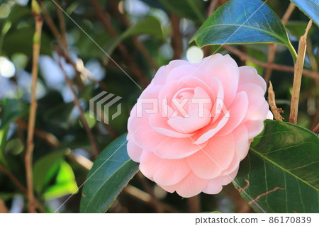 Double-flowered camellia camellia flower 86170839