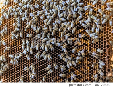 Honeycomb from bee hive filled with golden honey 86170840