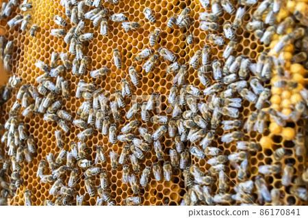 Honeycomb from bee hive filled with golden honey 86170841